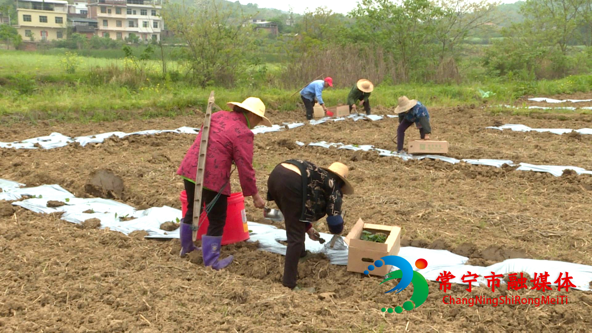 常宁蜜瓜产业持续“升温”!20000亩蜜瓜种植忙