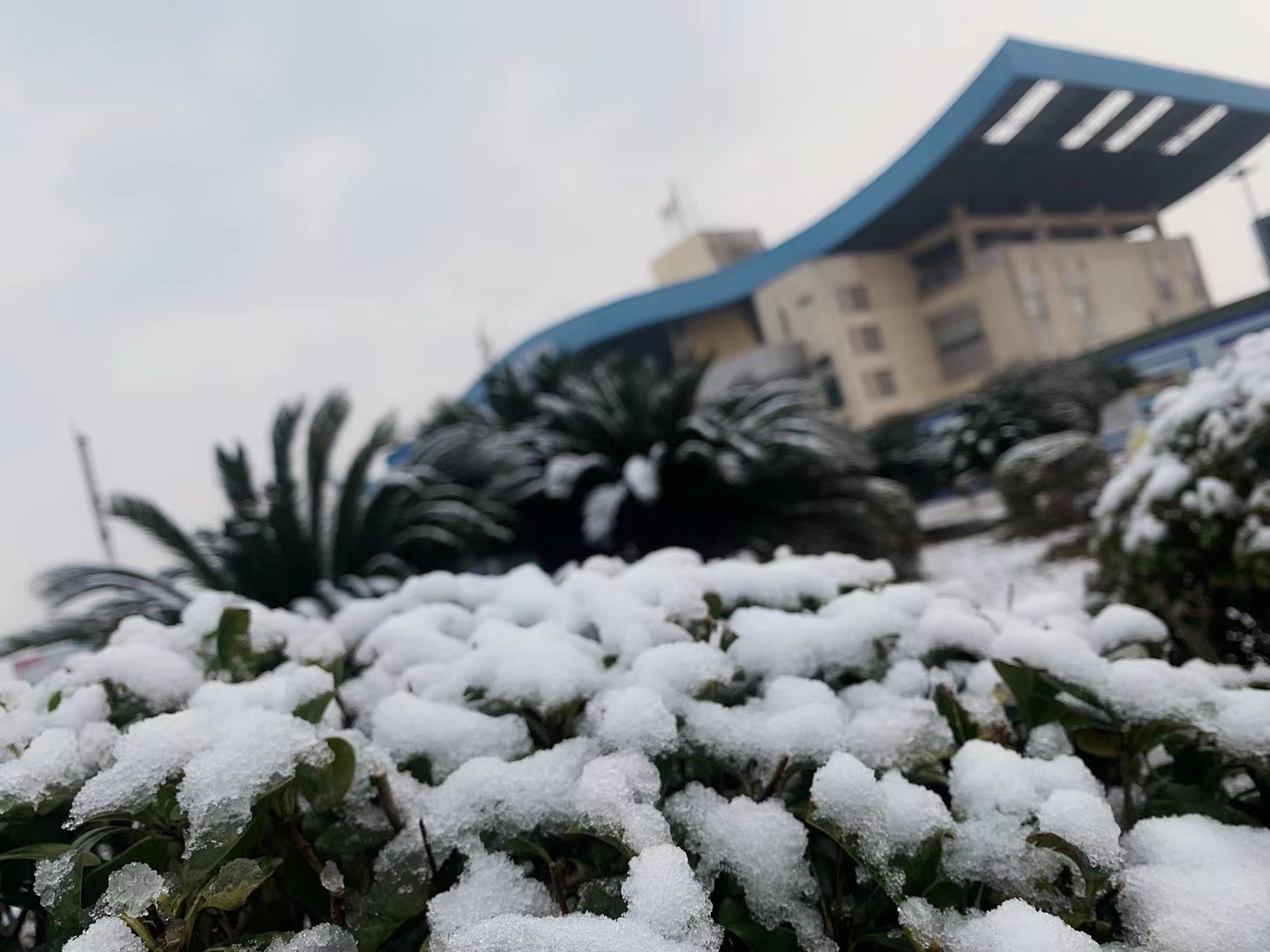 今天，咱们万州下雪啦！不！是垫起了厚厚的白白的雪