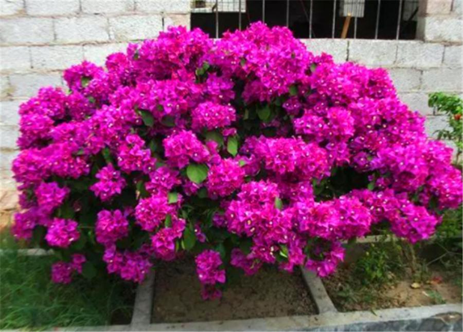 How to make Bougainvillea bloom without leaves?Turn on 3 small switches