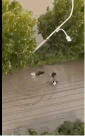 河南人朋友圈流传的12张照片，暴露了藏在中国人骨子里的高贵