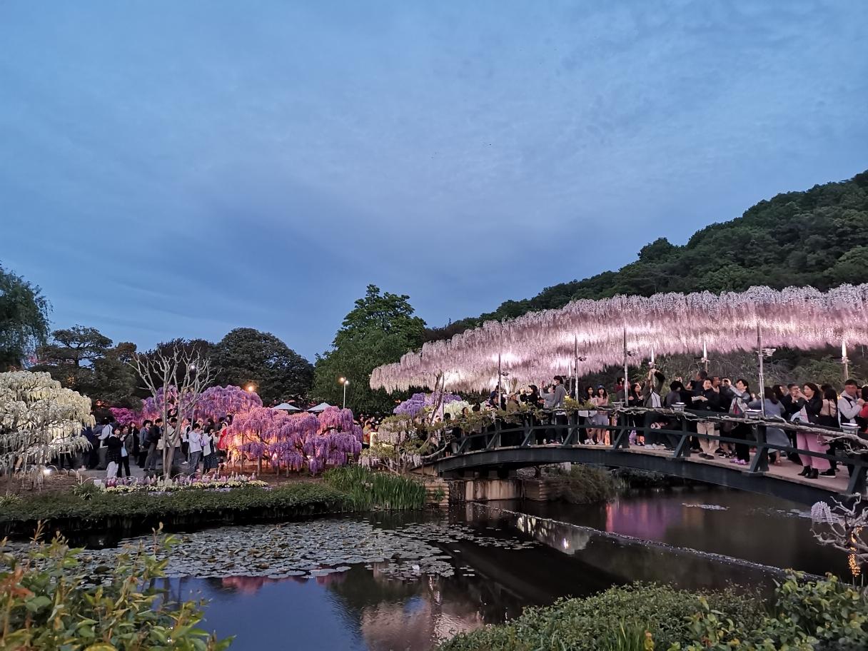 日本有名的 梦幻公园 紫藤花开放堪称绝景 比樱花更美 资讯咖