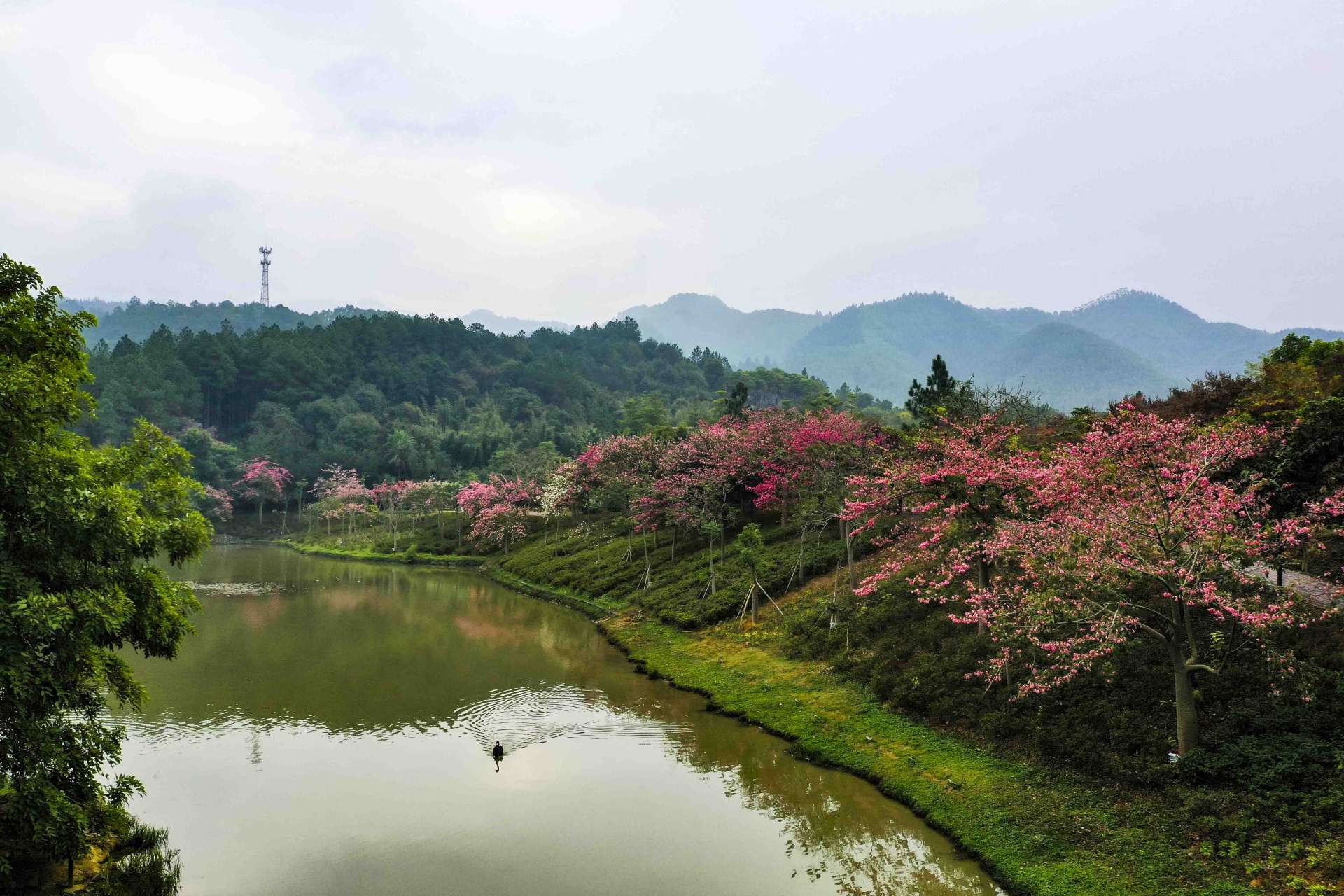 寻觅广州清远森波拉远古森林开启奇妙之旅温暖整个冬天