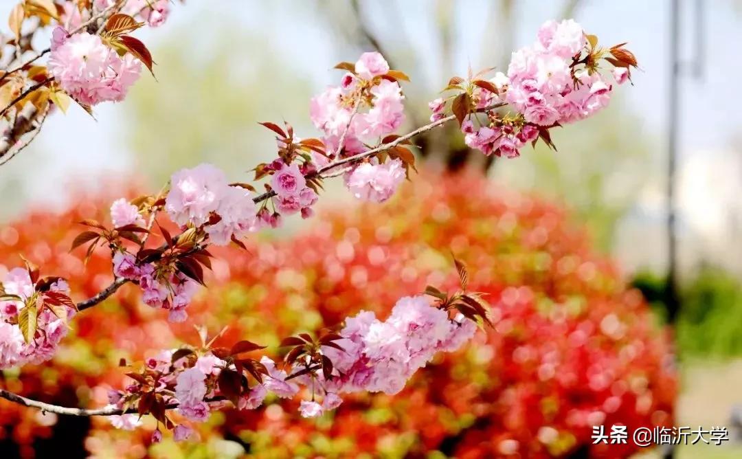 樱花的唯美句子简短 发樱花的朋友圈的配文图片