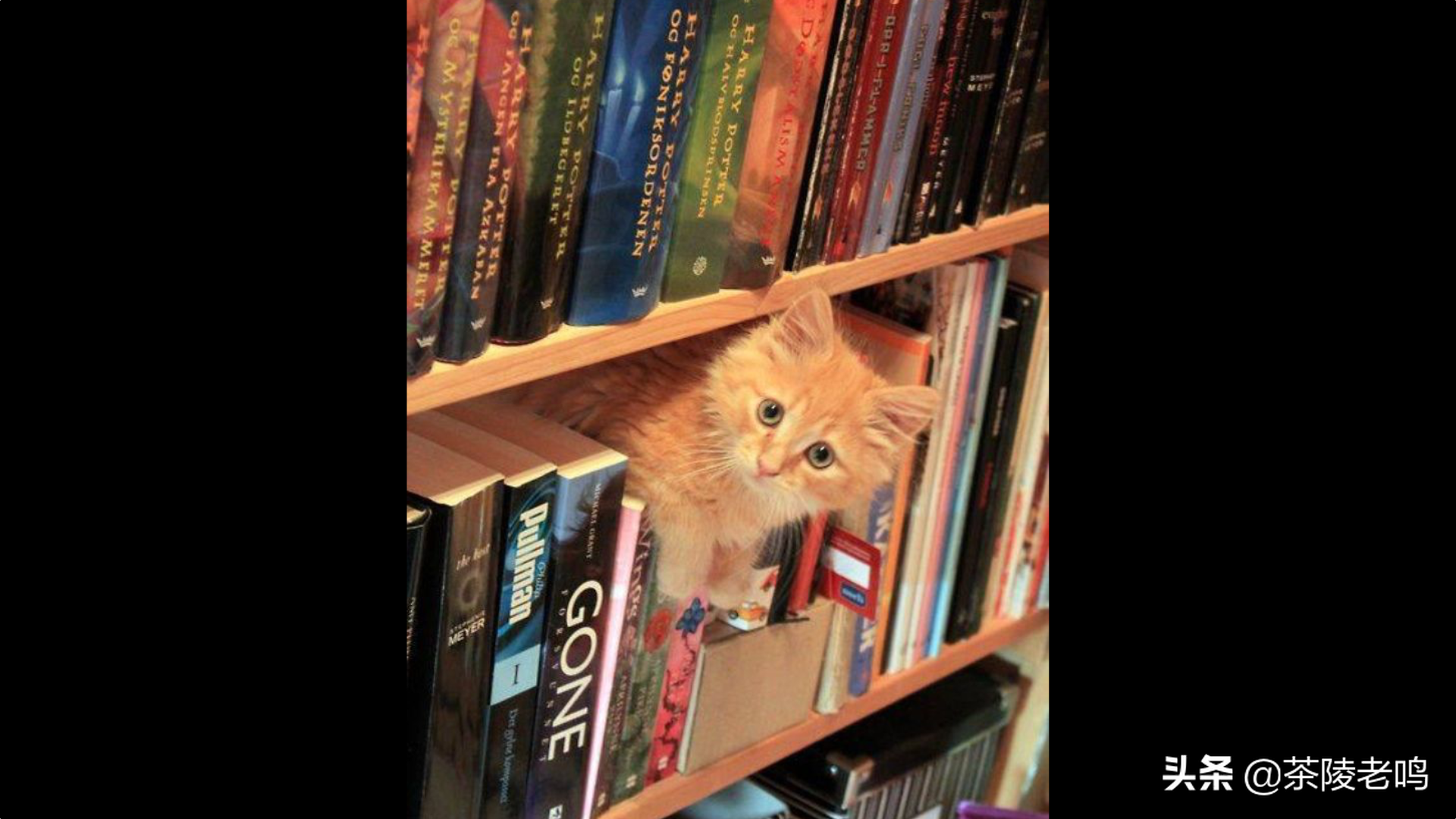 小貓杜威，人世間最溫暖的貓