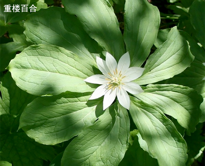 重樓百合：擁有1500億個堿基對，細胞中DNA長90米，是人類的50倍