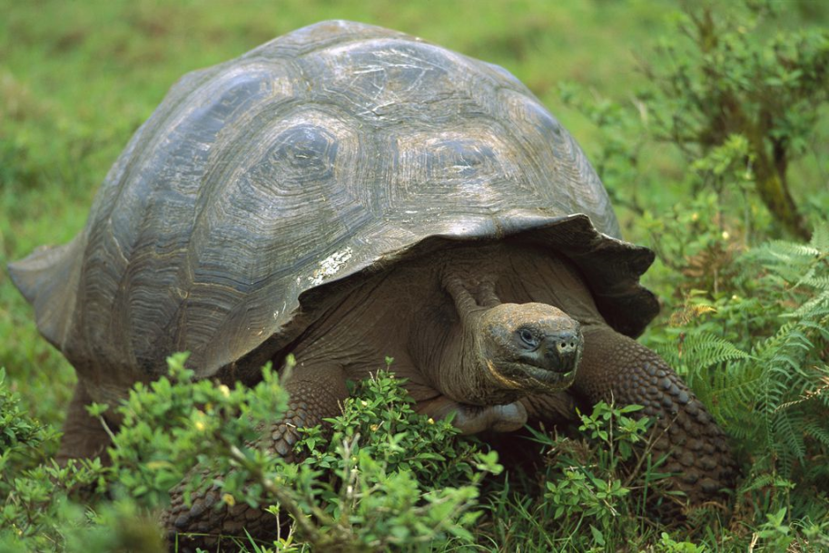加拉帕戈斯象龟：脱离了灭绝危机的我们会更好
