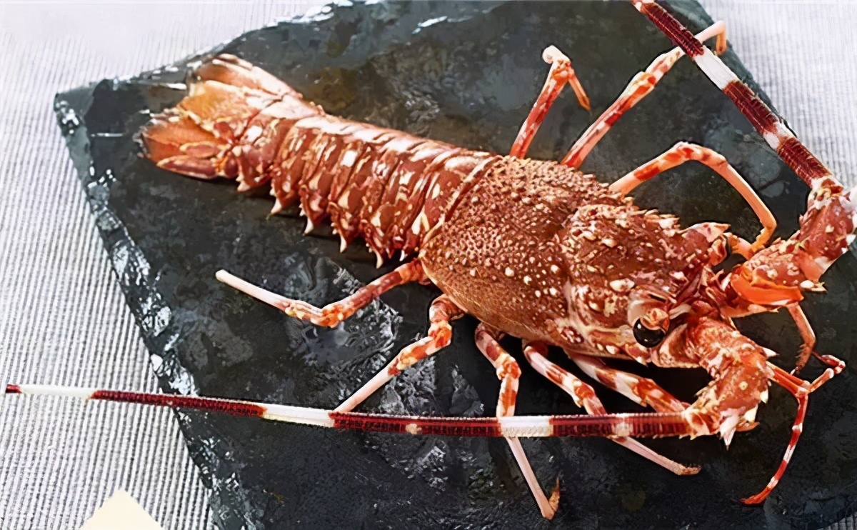 常见龙虾种类图片