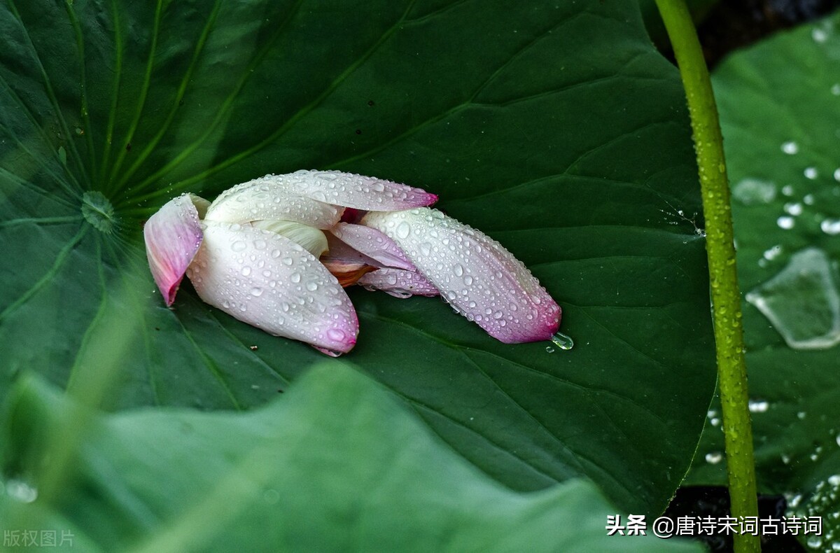 白露节气，赏析李白的《玉阶怨》-第3张图片-诗句网