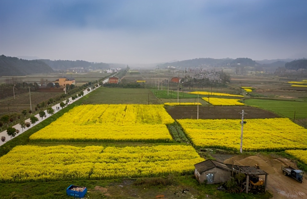 曾都：油菜花竞相怒放 舒展金黄色画卷