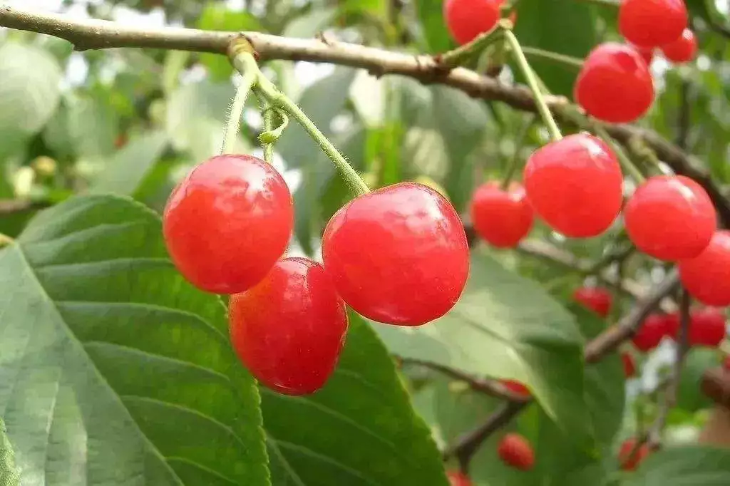 成都附近十大摘樱桃好去处！边吃边耍还能发朋友圈！洋气惨了