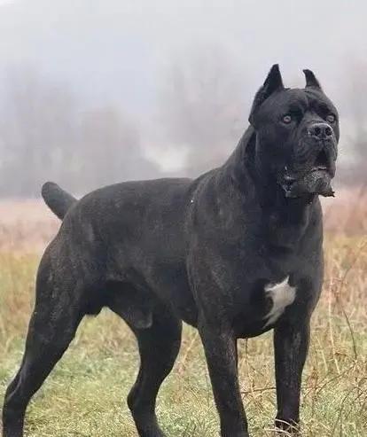 各国猛犬大全，建议收藏