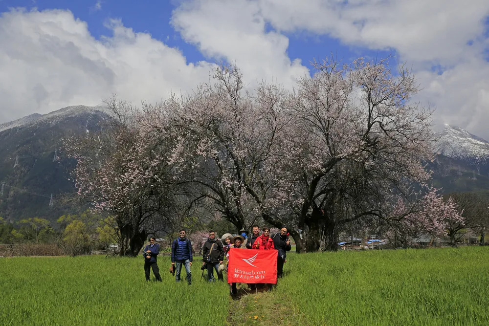 Jerry带团的野去林芝桃花节第四团凯旋，大片连连