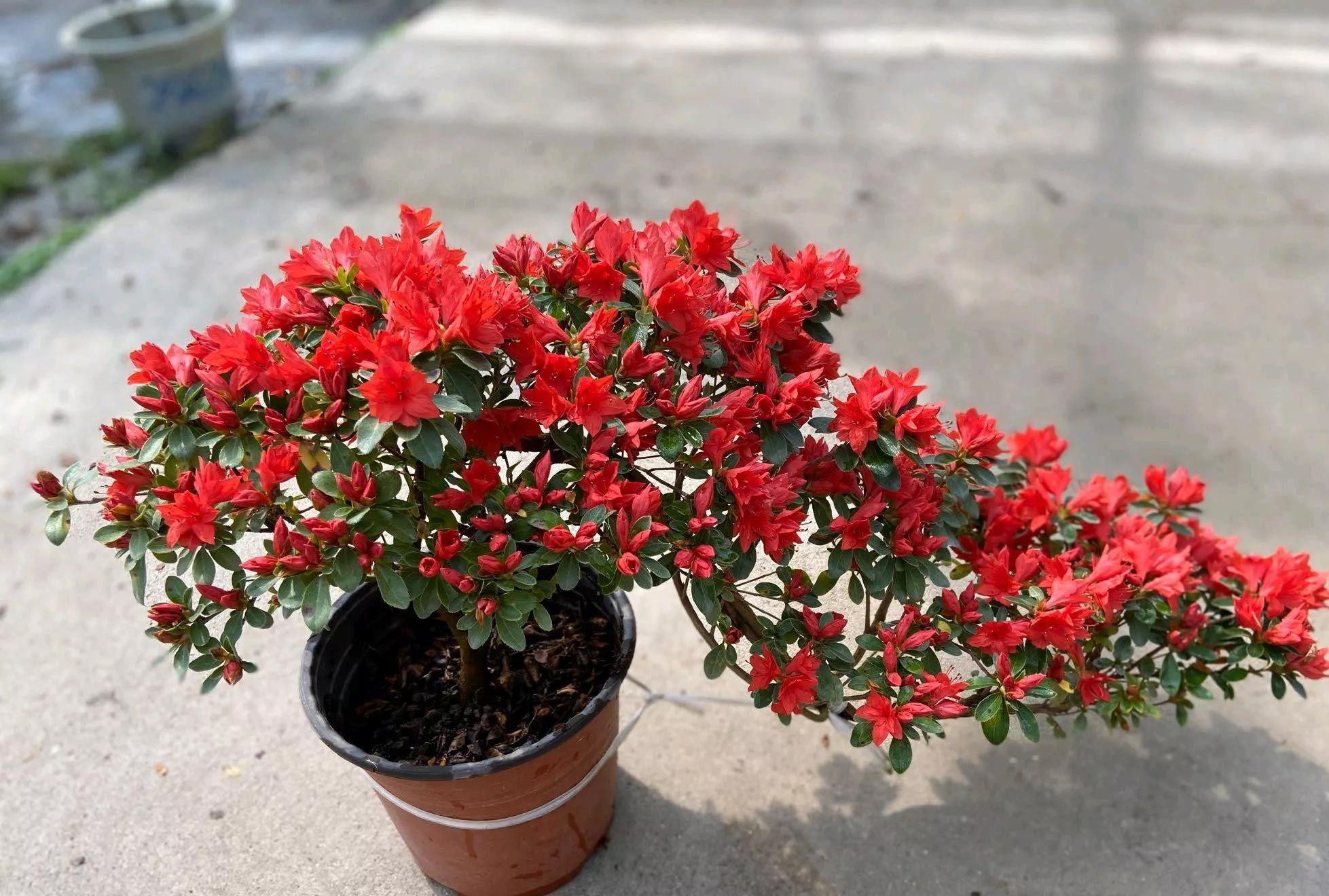 这几种花很漂亮 常年四季都开花 适合大部分人栽种 妍小捌 Mdeditor