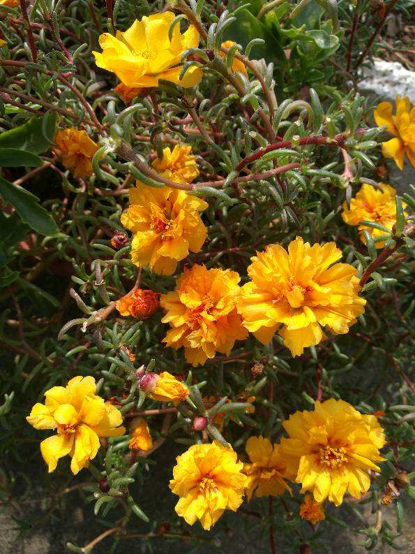 The flower corresponding to the 24 solar terms, the solar term near the birthday, your lucky