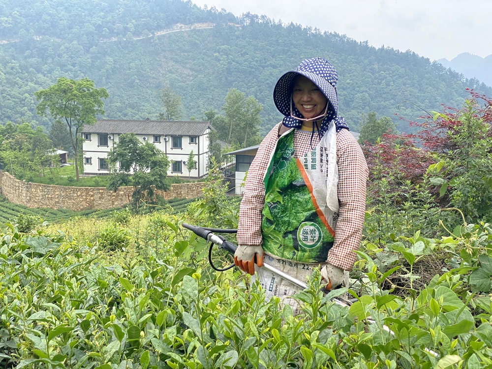 一线看振兴｜马嘶苗族乡：高山云雾藏“金叶”