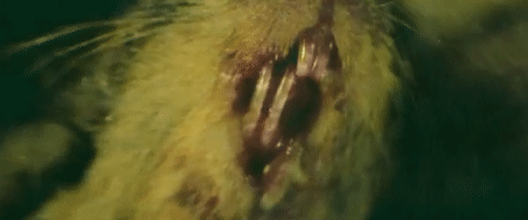 这部全是神反转奇案的解剖纪录片，堪称法医入坑神作