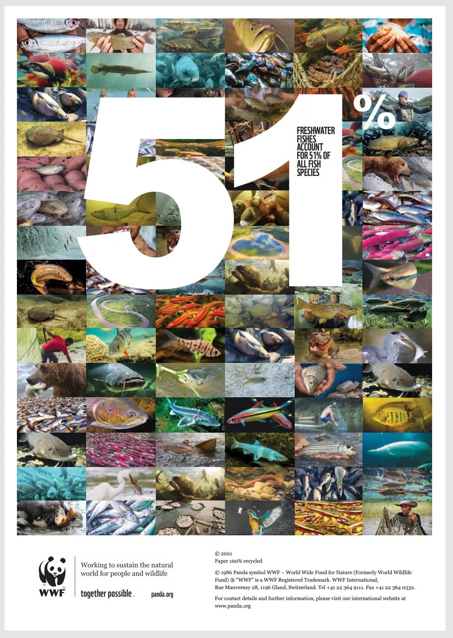 最新报告：全球近三分之一的淡水鱼类正面临灭绝的威胁