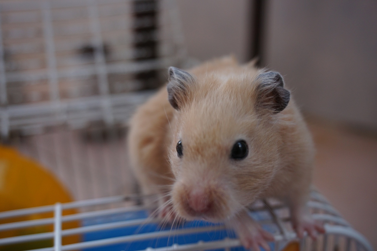 How to deal with hamster cold and diarrhea iNEWS