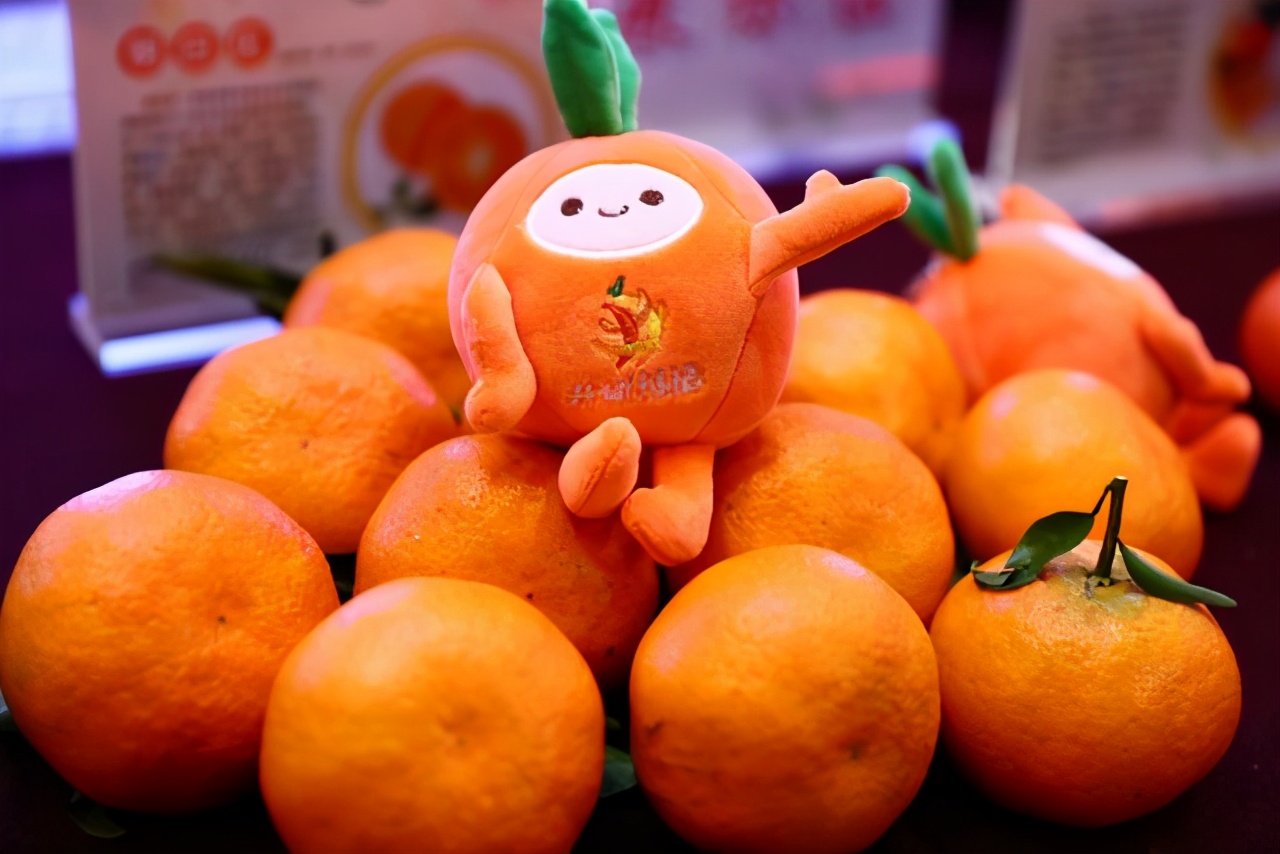 中国橘乡父母官 杭州组队齐吆喝 井研柑橘成“网红水果”