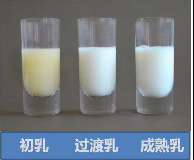 What is the difference between colostrum, transitional milk, mature ...