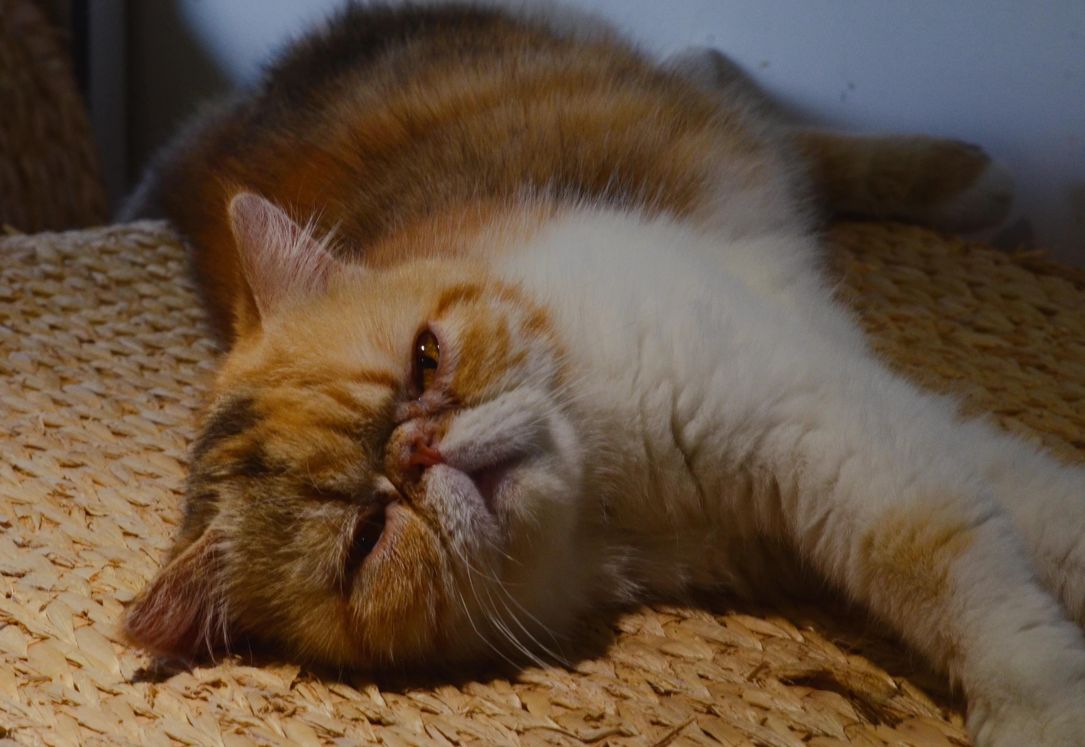 宠物拍摄猫咪篇