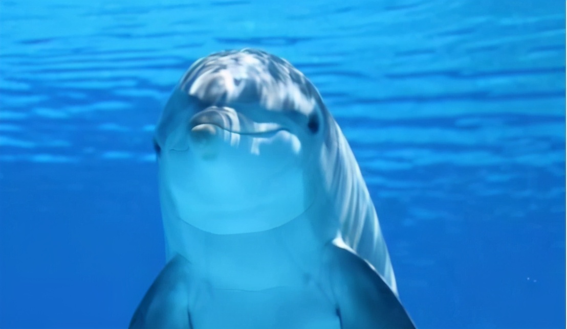 海豚是怎么繁殖的？科学家：具有人类特征