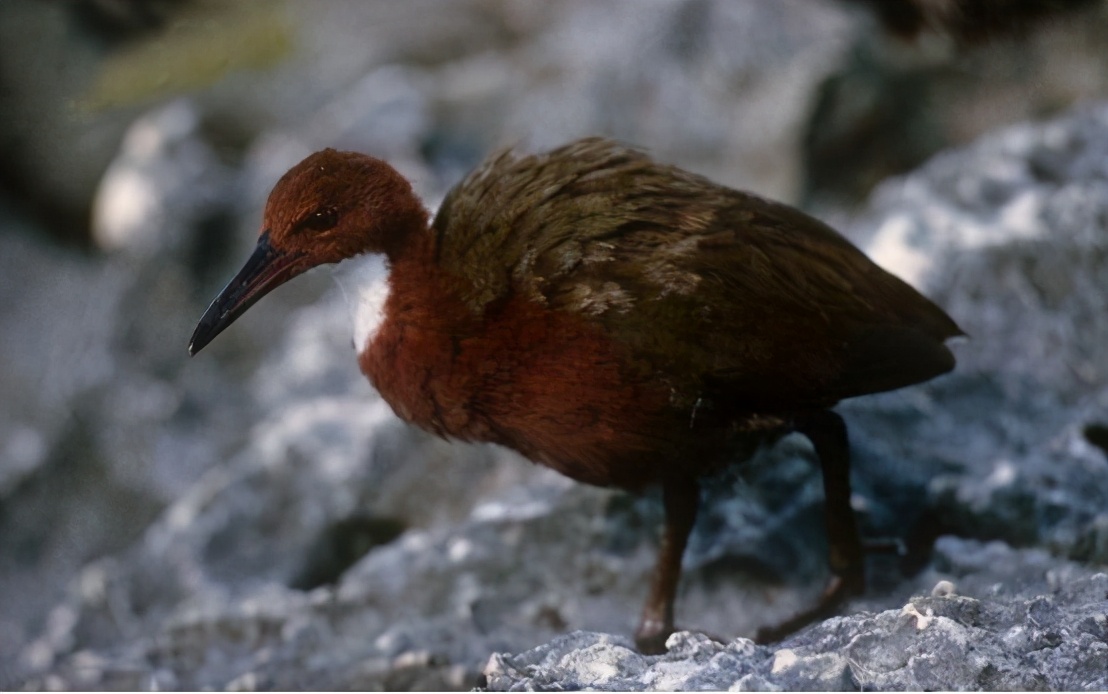 地球怎么了？灭绝生物接连出现，这种生物已经消失13.6万年