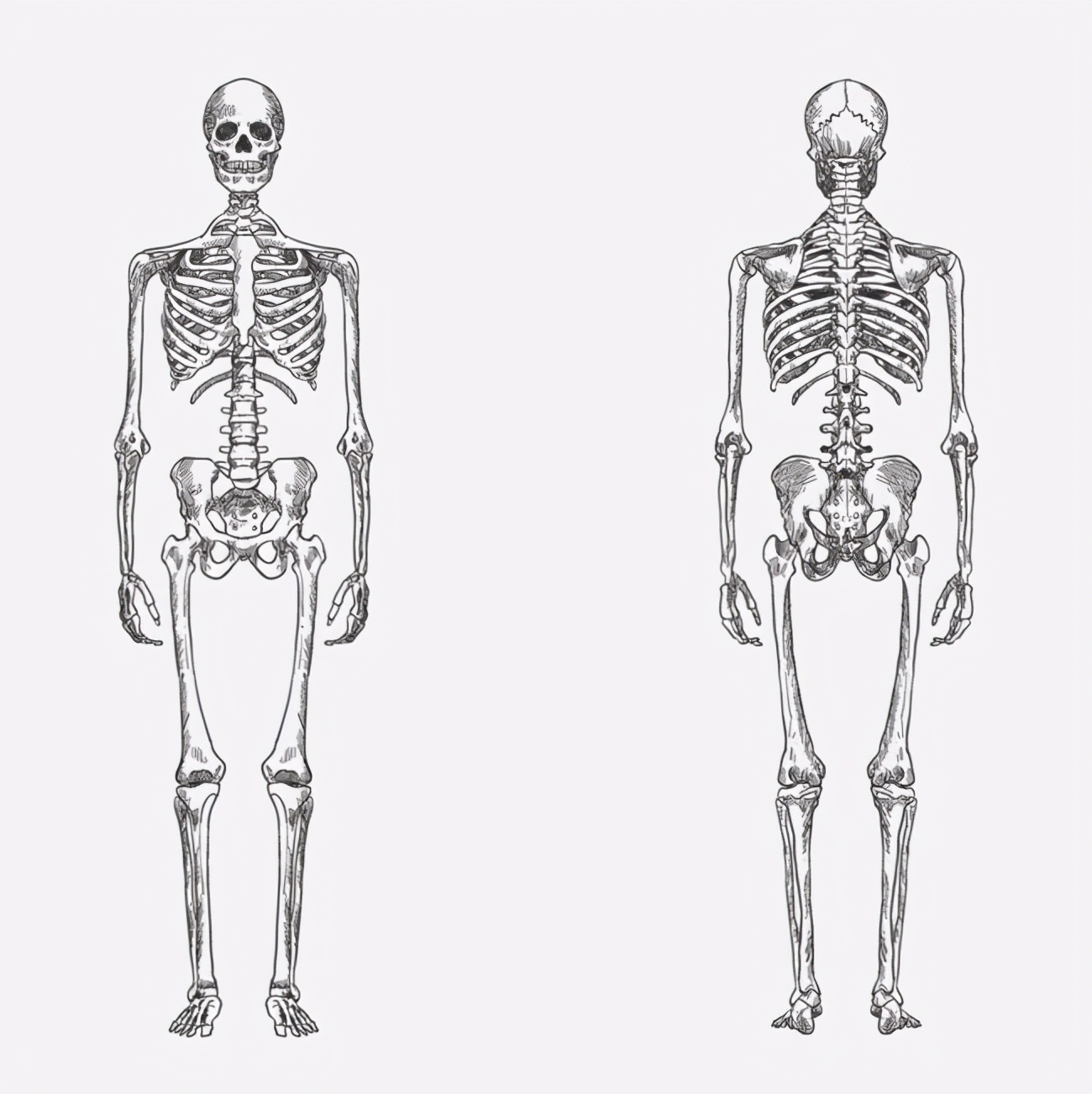 What are the irrationalities of the human body structure, and why ...