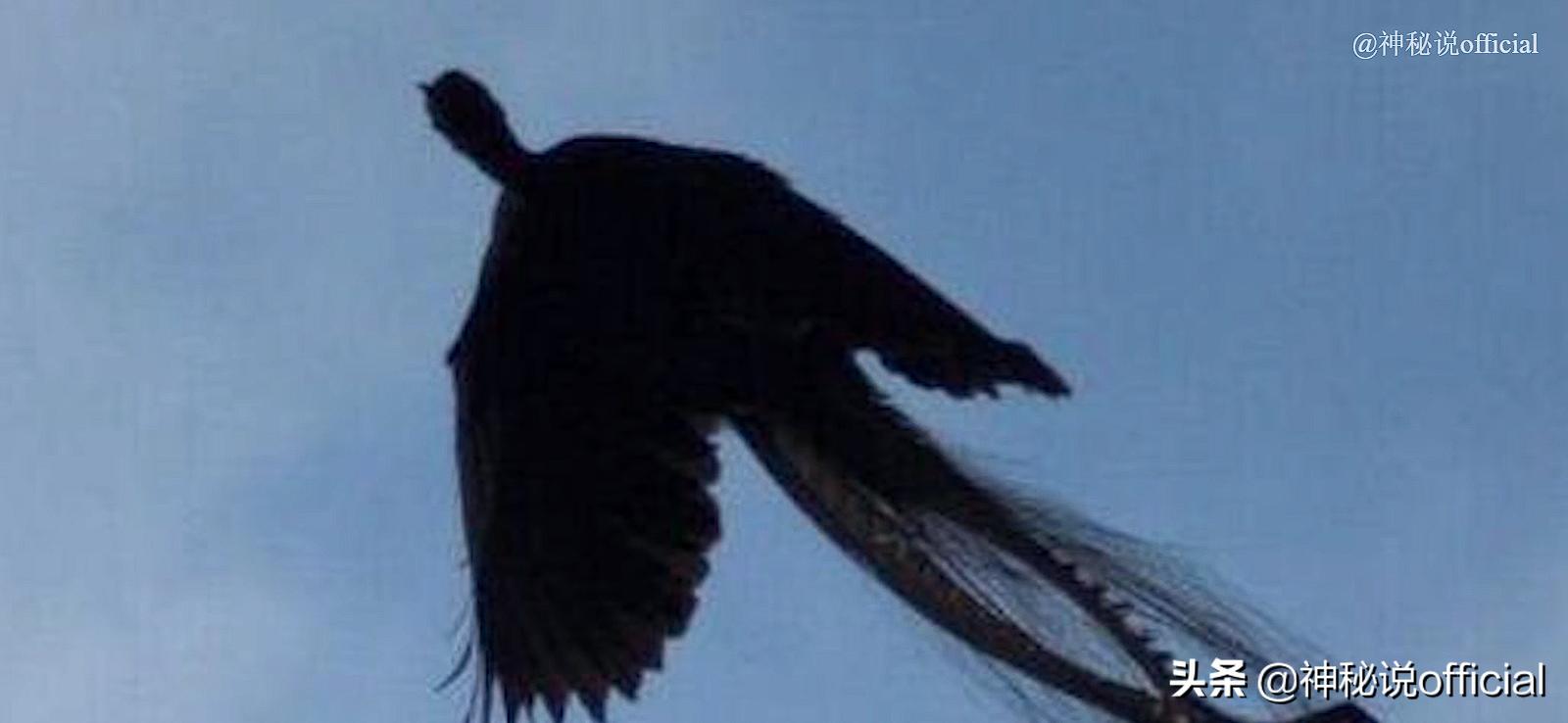 The "black phoenix" was photographed in the northeast, with a huge body