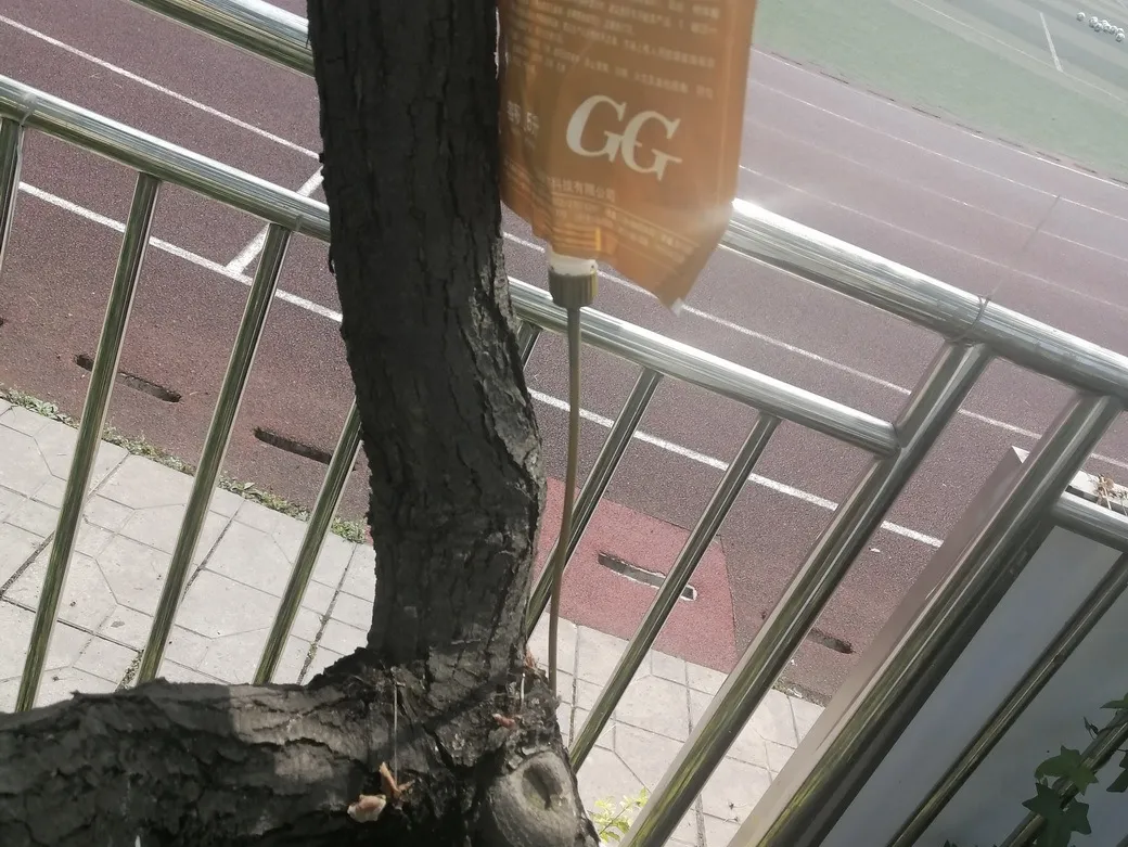 天府新区华阳幼儿园西区开展“幼儿园里的樱桃树”主题活动