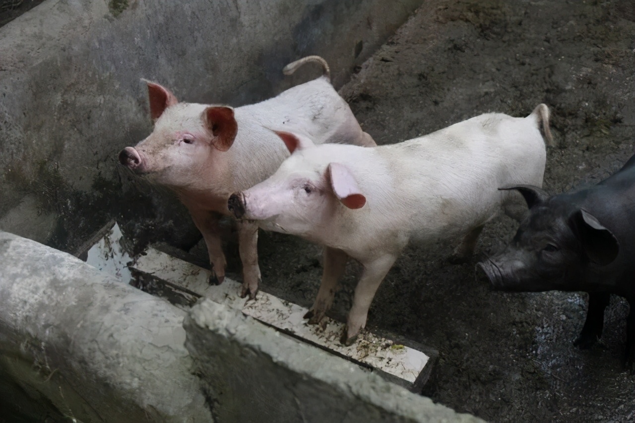 堪比茅台的养猪企业被质疑财务造假，惊雷再起？