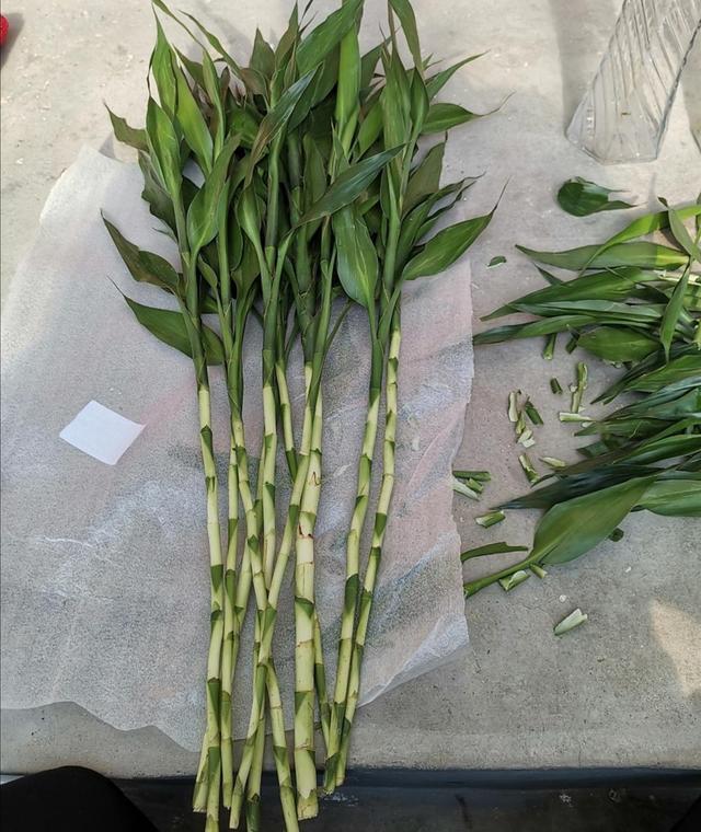 富贵竹要 润养 这三位置留点水 咕噜 冒新芽 绽放好运花 资讯咖