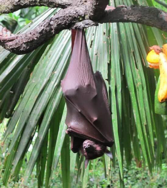 翼展近2米，吃水果帮助传播种子的狐蝠，为何仍遭遇灭绝威胁？