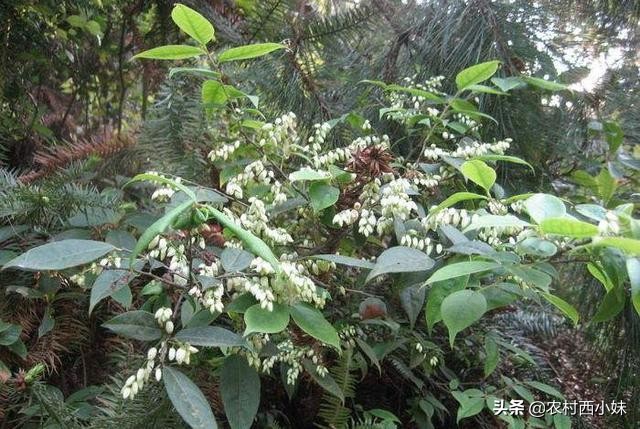 乌饭子种植方法，乌饭子栽培技术要点