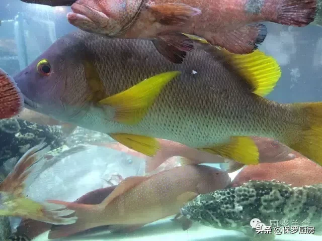 史上最全的顶级“海鱼”海鲜大全,全吃过的你人生就到达了巅峰!