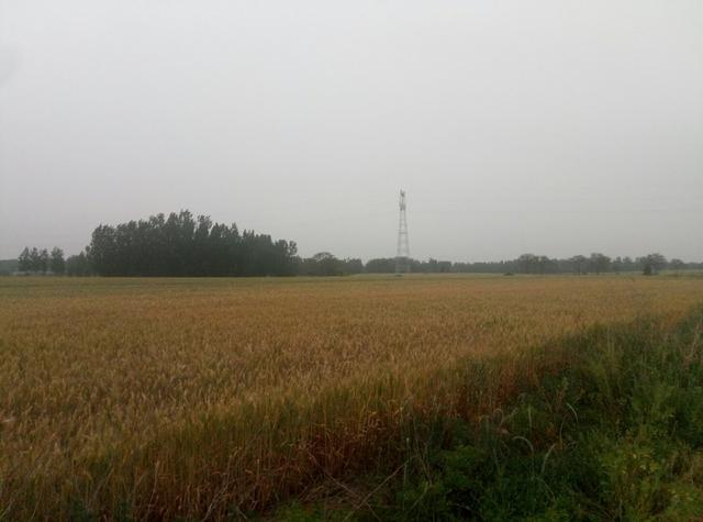 怕啥来啥 夏粮丰收面临考验小麦收割季最怕的雨