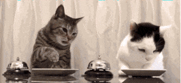 女孩睡著後被貓打了4個小時，但小貓咪可能沒什麽壞心思