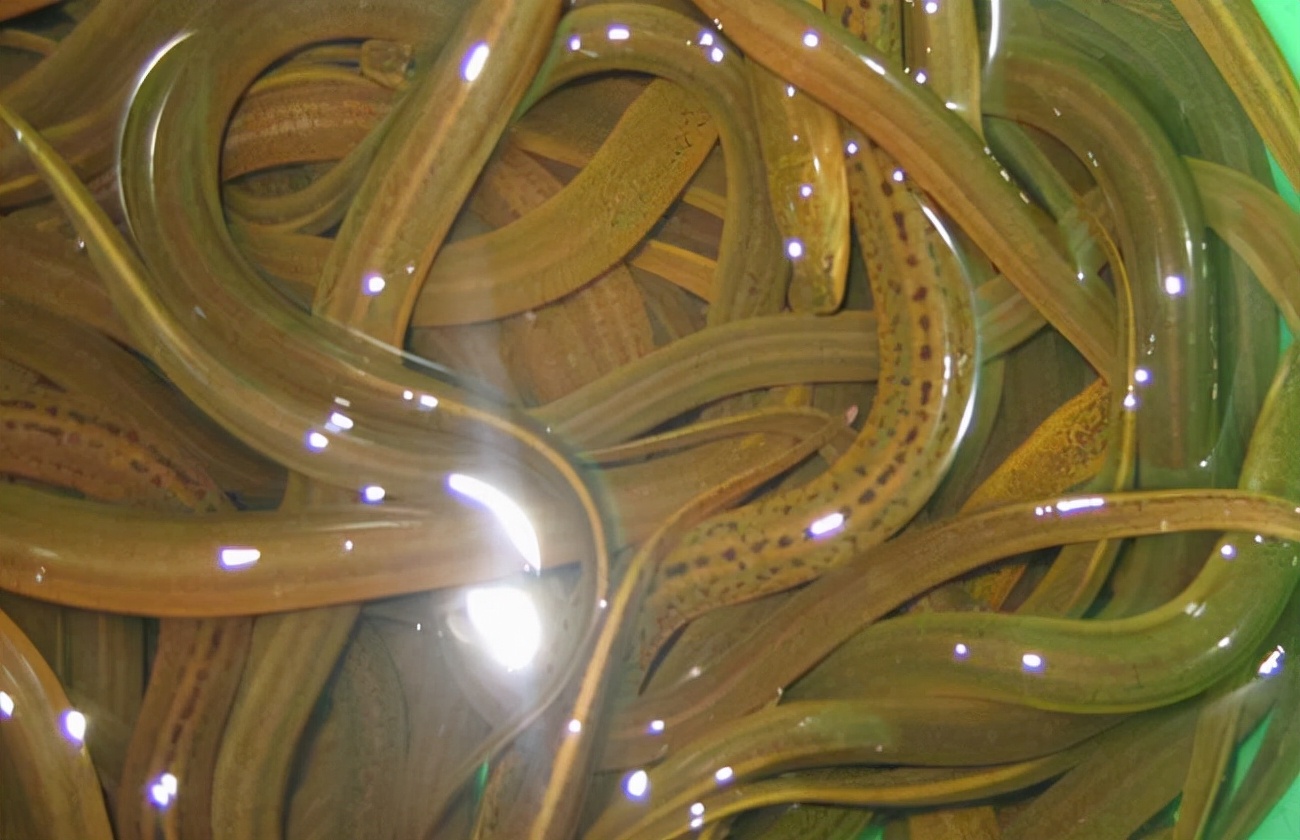 黄鳝网箱饲养技术网箱养鳝鱼注意什么黄鳝养殖怎样调水质