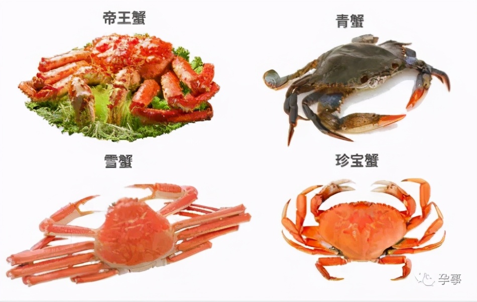 Zhu Zhu eats crabs and broad beans during pregnancy to cause