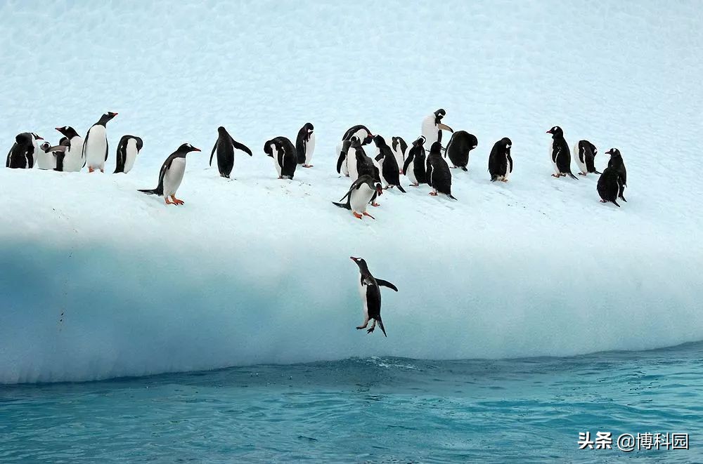 如南极20%的冰融化，全球海平面将上升11.58米！