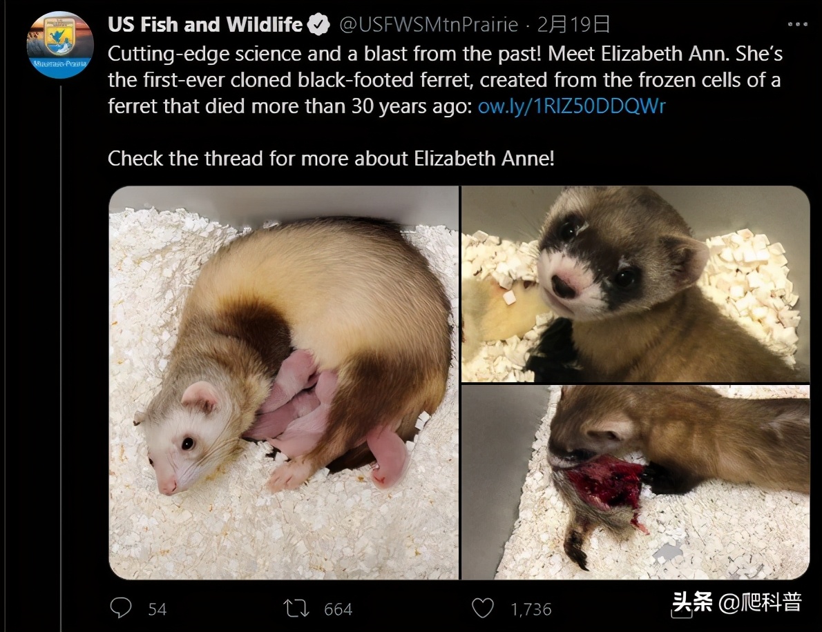 It was resurrected 33 years after its death. What happened to this ferret? Can an extinct animal