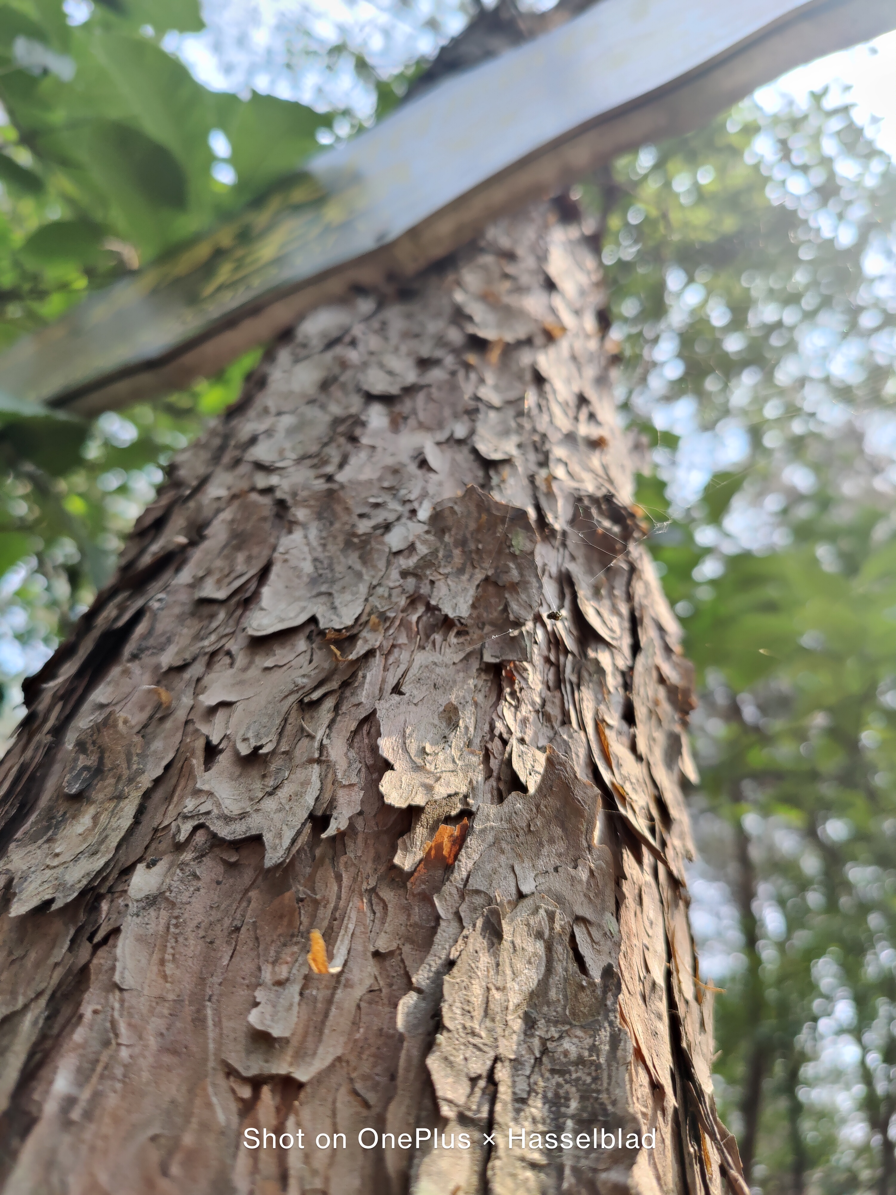 迟来的惊喜：“影像机皇”一加9，半月体验实测报告