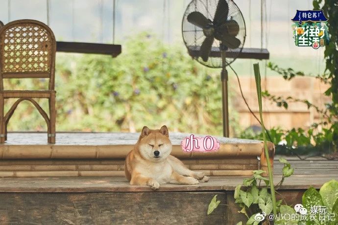 《向往的生活4》增加一只宠物！他们是怎样把狗鸭牛羊带出道的？