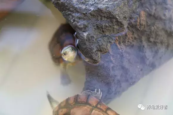 我的龟龟不爱动，是什么情况呢？