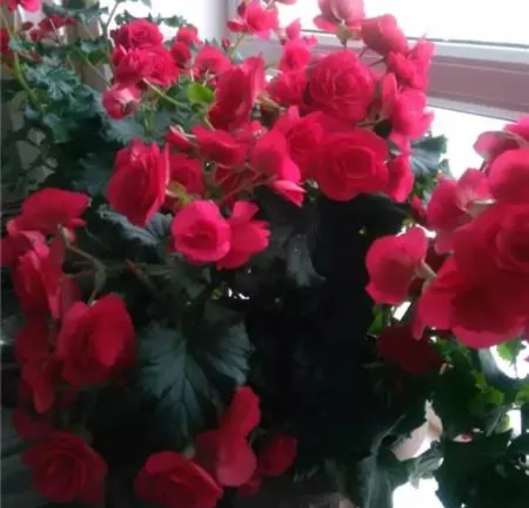 The beautiful Rieger Begonia has 