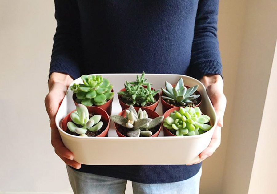 不只收纳 日本主妇连多肉植物养护都有诀窍 空间布置美出新高度 资讯咖