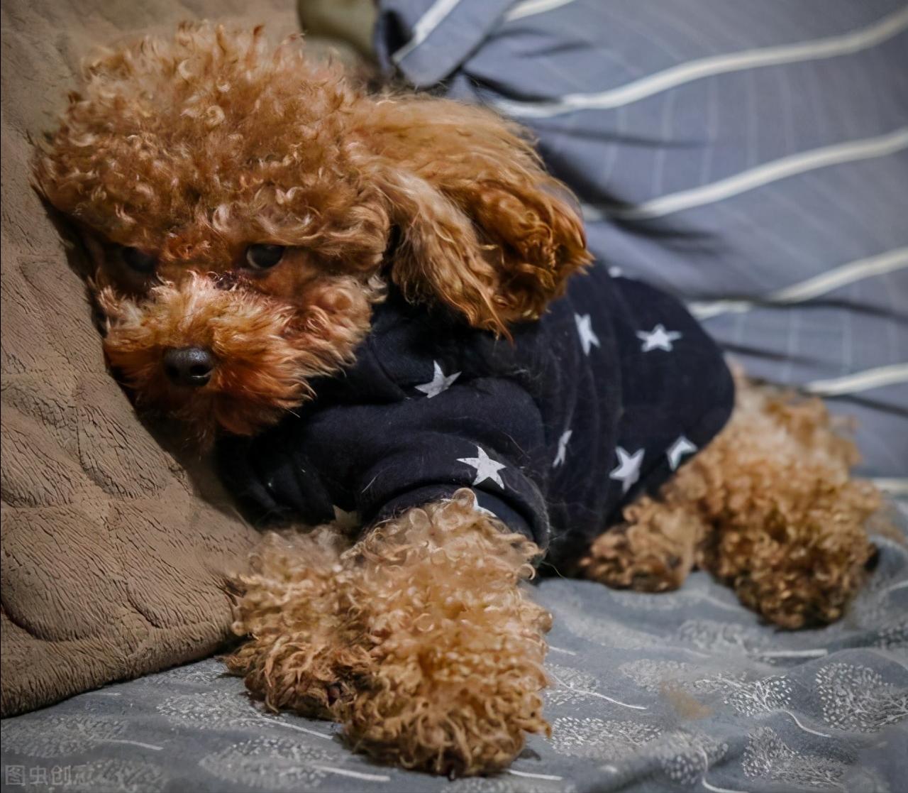 Why does Teddy "not sleep in the kennel" and like to sleep with you