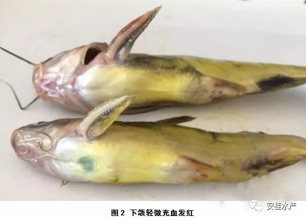黄颡鱼与链球菌：浮头、趴边、打转、追尾、抽筋、游动不规则
