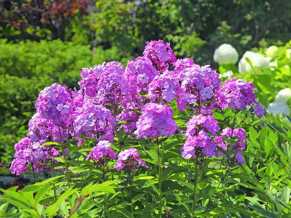 夏日11款熱門花卉 你家有嗎 西沐花園 Mdeditor