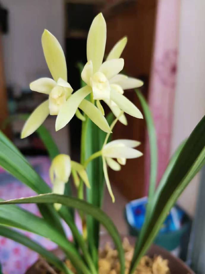 Zanlan My orchid is blooming!(Attached a few calligraphy of Zanlan) - iNEWS